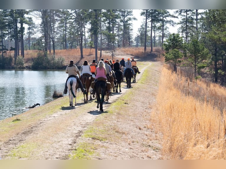 Tennessee walking horse Gelding 4 years 15 hh Roan-Blue in Lewisburg, TN