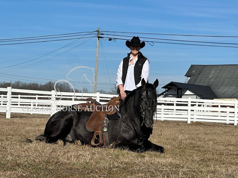 Tennessee walking horse Gelding 4 years 15 hh Roan-Blue in Lewisburg