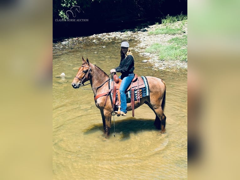 Tennessee walking horse Gelding 4 years 15 hh Roan-Red in Breeding, KY