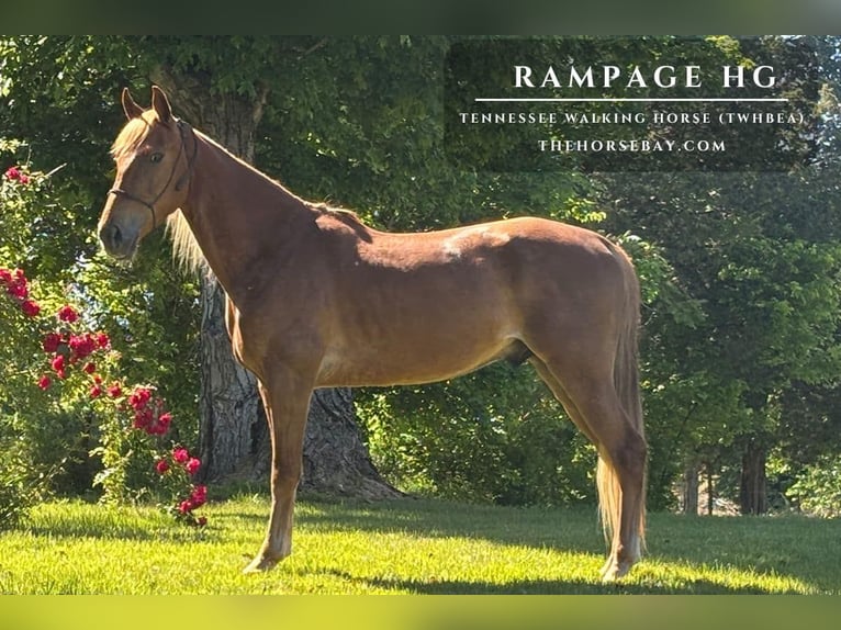 Tennessee walking horse Gelding 4 years 15 hh Sorrel in Bowling Green, KY
