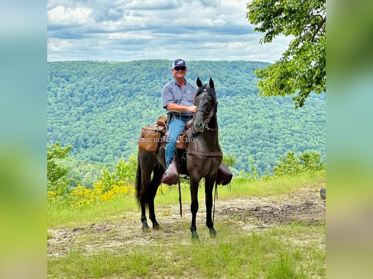 Tennessee walking horse Gelding 4 years 15 hh in Lewisburg