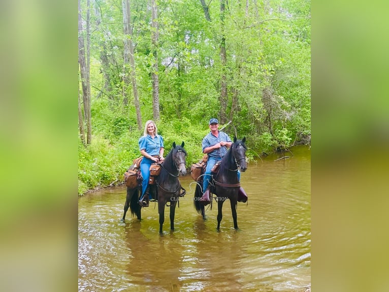 Tennessee walking horse Gelding 4 years 15 hh in Lewisburg