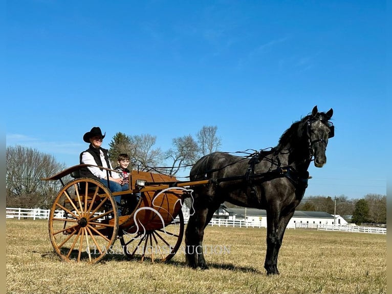 Tennessee walking horse Gelding 4 years 15 hh in Lewisburg