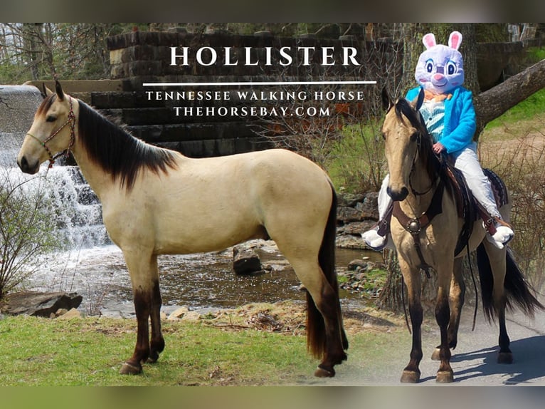 Tennessee walking horse Gelding 4 years 15,2 hh Buckskin in Princeton, WV