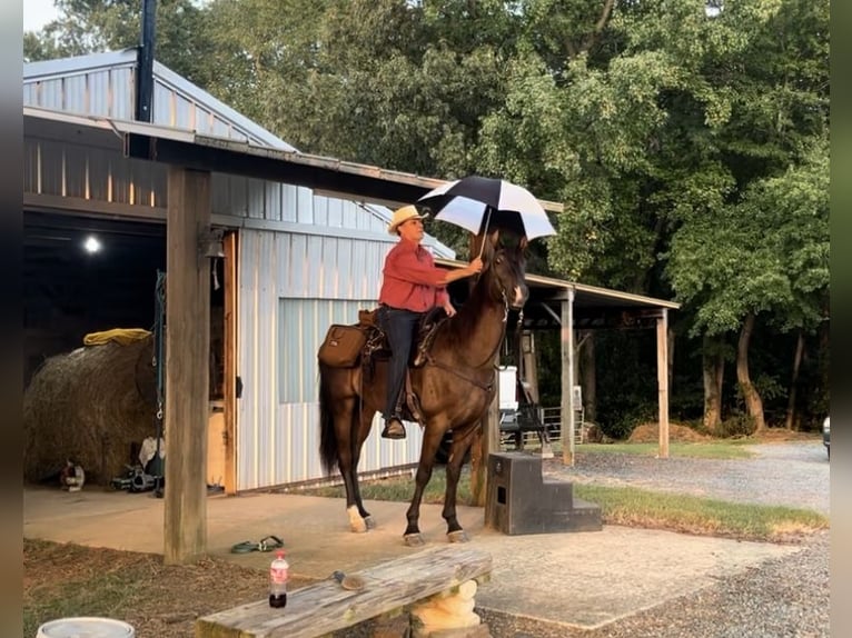 Tennessee walking horse Gelding 4 years 16 hh Black in Monroe, NC