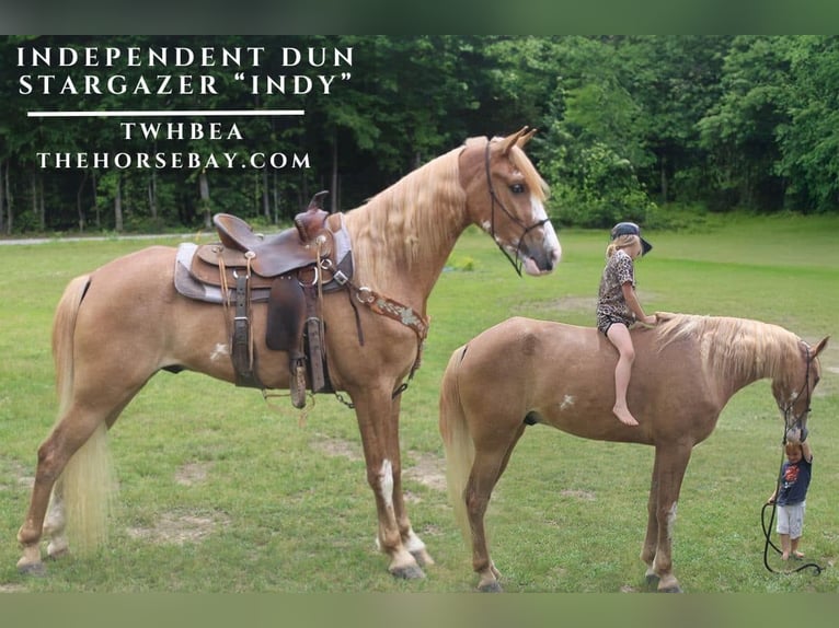 Tennessee walking horse Gelding 4 years 16 hh Sabino in Huntingdon, TN