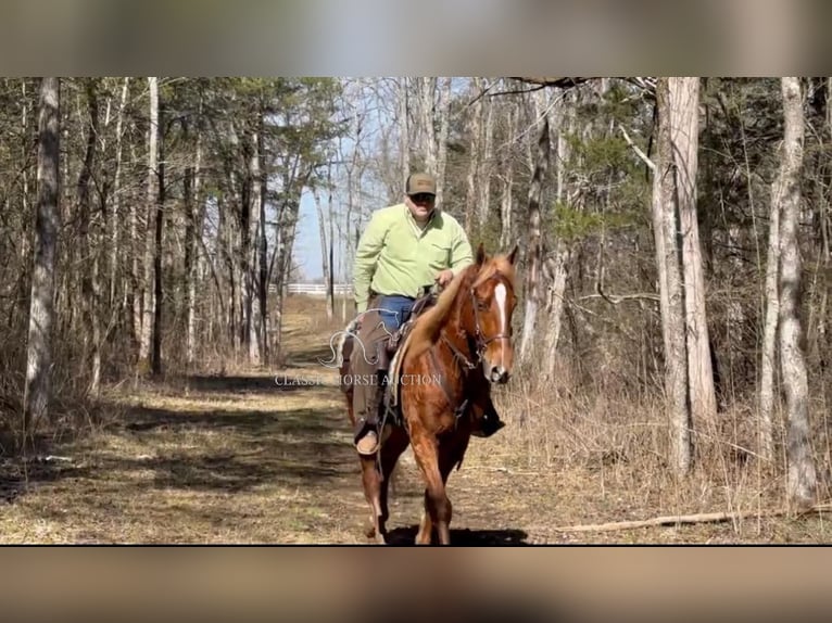 Tennessee walking horse Gelding 4 years 16 hh Sorrel in Shelbyville, TN