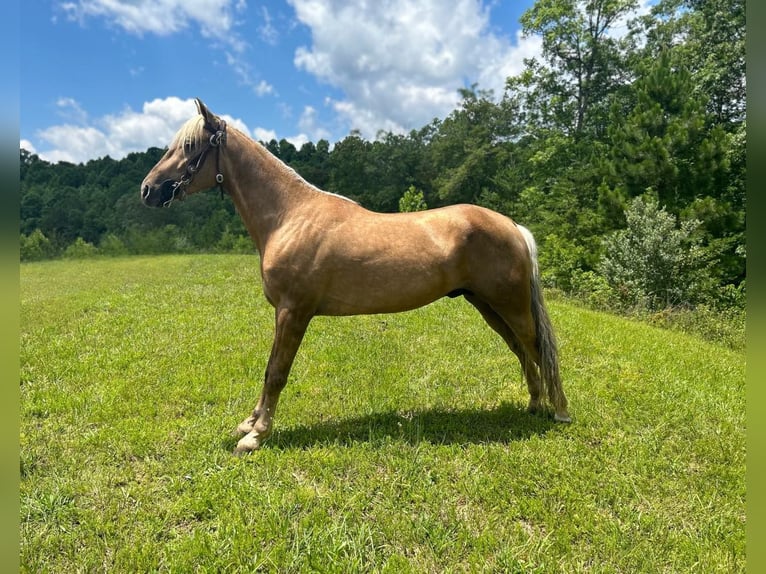 Tennessee walking horse Gelding 5 years 14,2 hh Chestnut in Whitley City, KY