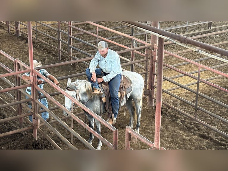 Tennessee walking horse Gelding 5 years 14.2 hh Grey in Wichita Falls