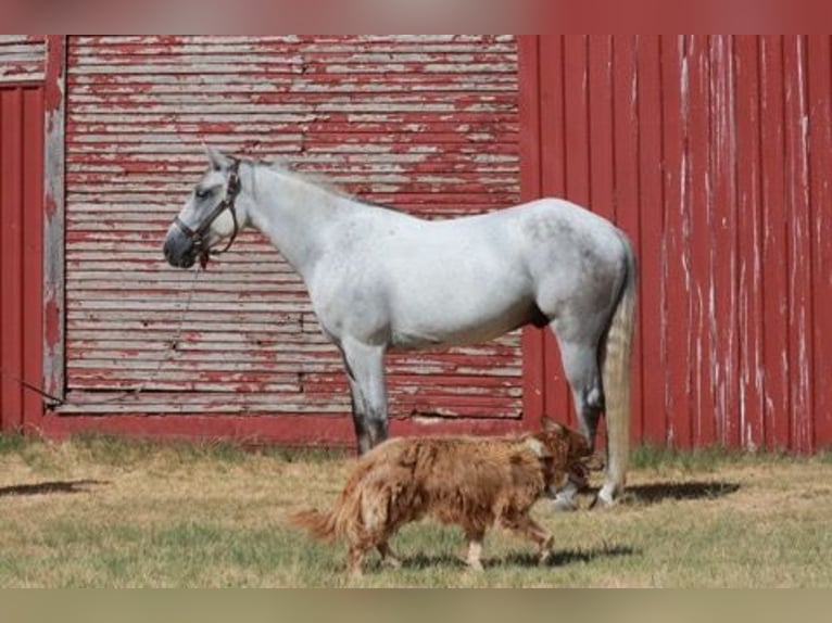 Tennessee walking horse Gelding 5 years 14.2 hh Grey in Wichita Falls