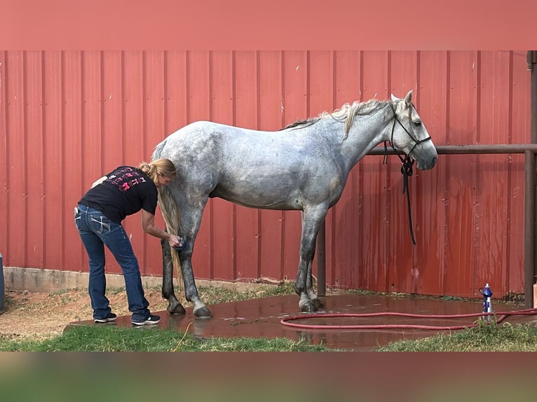 Tennessee walking horse Gelding 5 years 14.2 hh Grey in Wichita Falls