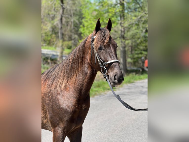 Tennessee walking horse Gelding 5 years 14 hh Chestnut in Sneedville, TN