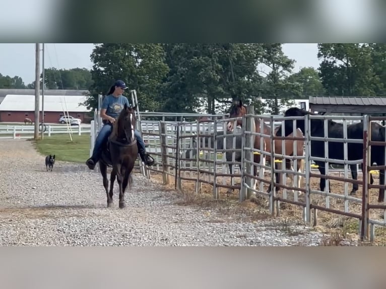 Tennessee walking horse Gelding 5 years 14 hh Sorrel in Lewisburg, TN