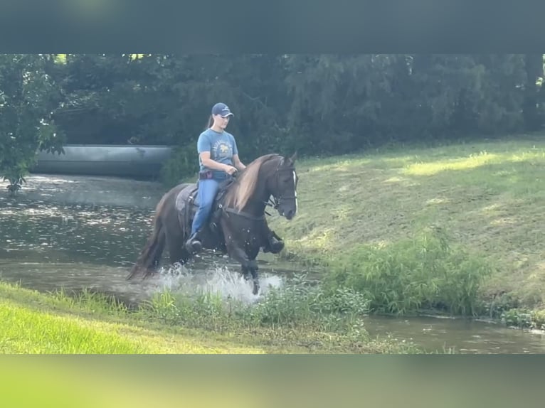 Tennessee walking horse Gelding 5 years 14 hh Sorrel in Lewisburg, TN