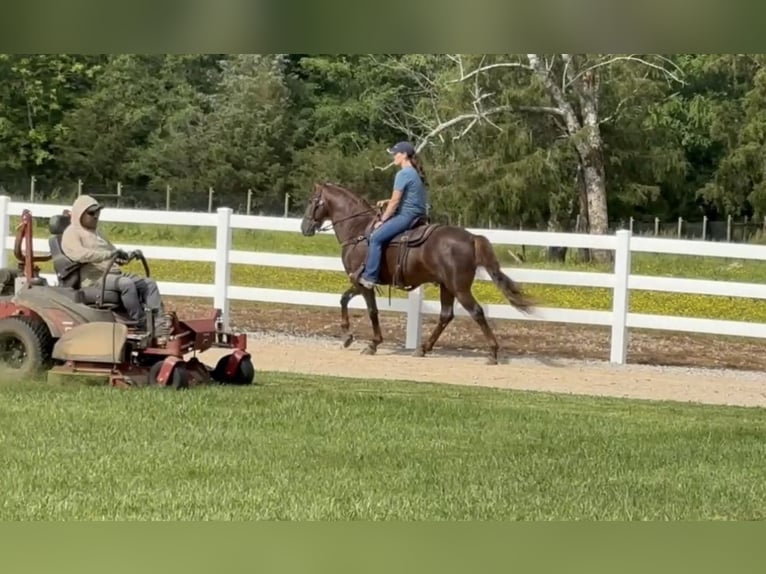 Tennessee walking horse Gelding 5 years 14 hh Sorrel in Lewisburg, TN