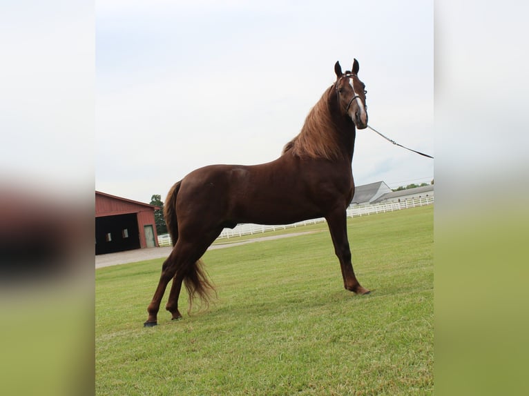 Tennessee walking horse Gelding 5 years 14 hh Sorrel in Lewisburg, TN