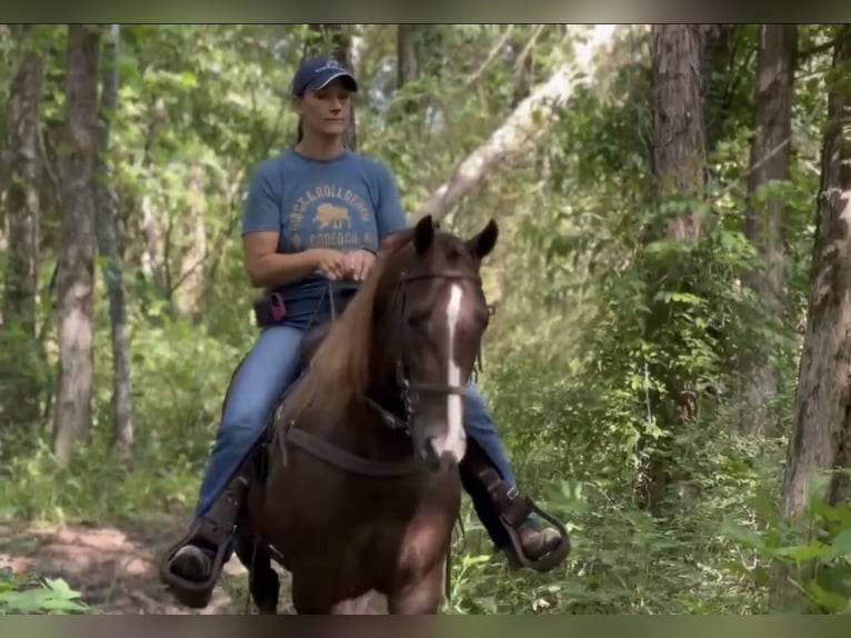 Tennessee walking horse Gelding 5 years 14 hh Sorrel in Lewisburg, TN
