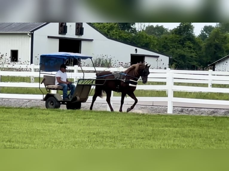 Tennessee walking horse Gelding 5 years 14 hh Sorrel in Lewisburg, TN