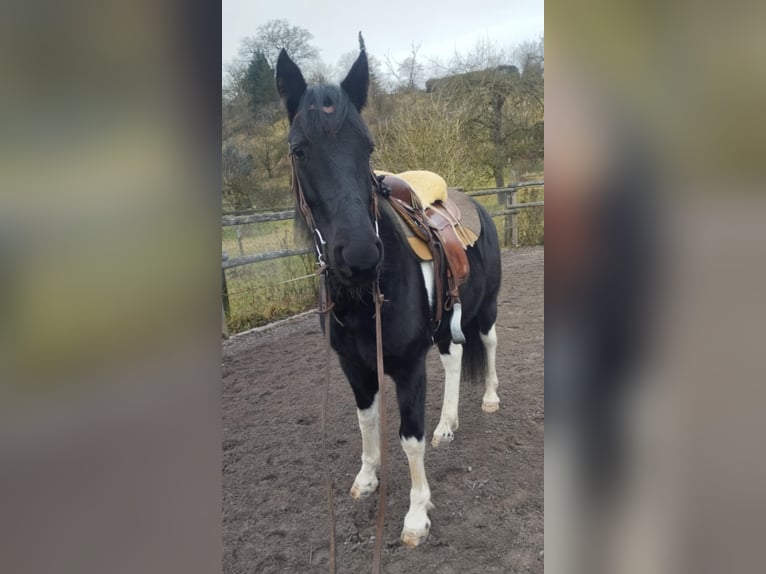 Tennessee walking horse Mix Gelding 5 years 14,2 hh Pinto in Reutlingen