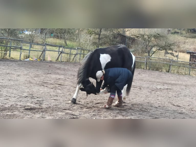 Tennessee walking horse Mix Gelding 5 years 14,2 hh Pinto in Reutlingen