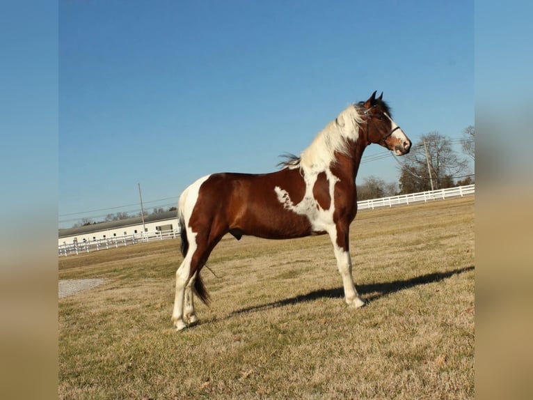 Tennessee walking horse Gelding 5 years 14,2 hh Pinto in Lewisburg