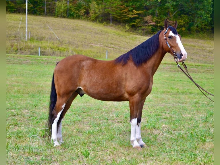 Tennessee walking horse Gelding 5 years 15 hh Bay in Salyersville, KY