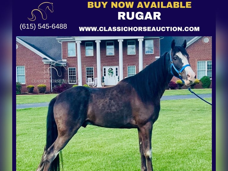 Tennessee walking horse Gelding 5 years 15 hh Black in Tyner, KY