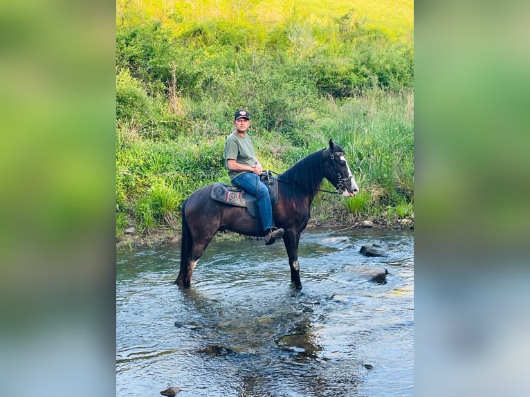 Tennessee walking horse Gelding 5 years 15 hh Black in Tyner, KY