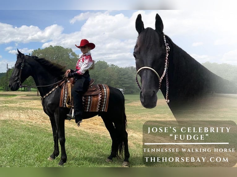 Tennessee walking horse Gelding 5 years 15 hh Black in Princeton, WV