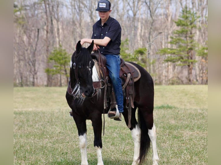 Tennessee walking horse Gelding 5 years 15 hh Black in Whitley Cityky