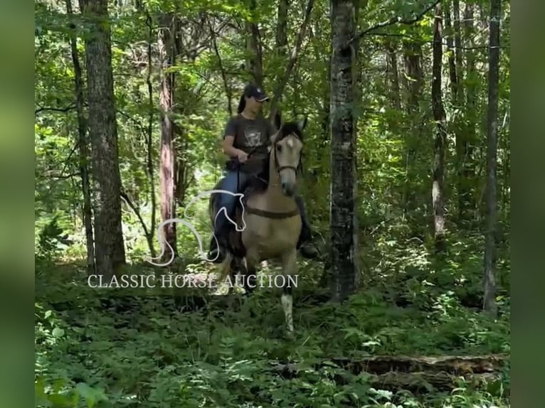 Tennessee walking horse Gelding 5 years 15 hh Buckskin in Lewisburg