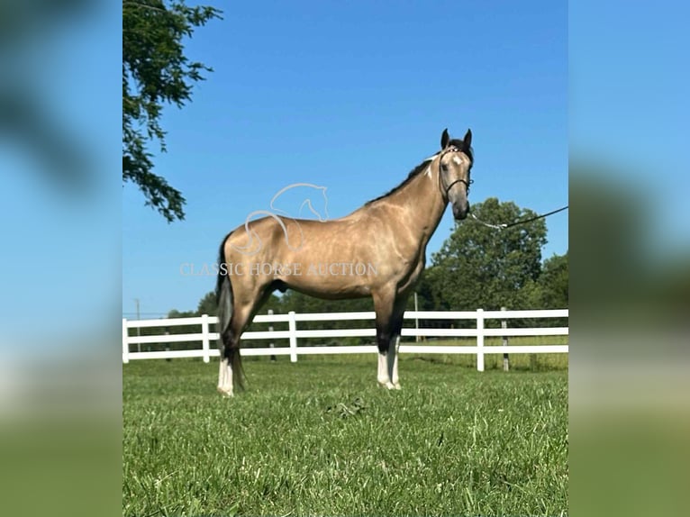 Tennessee walking horse Gelding 5 years 15 hh Buckskin in Lewisburg