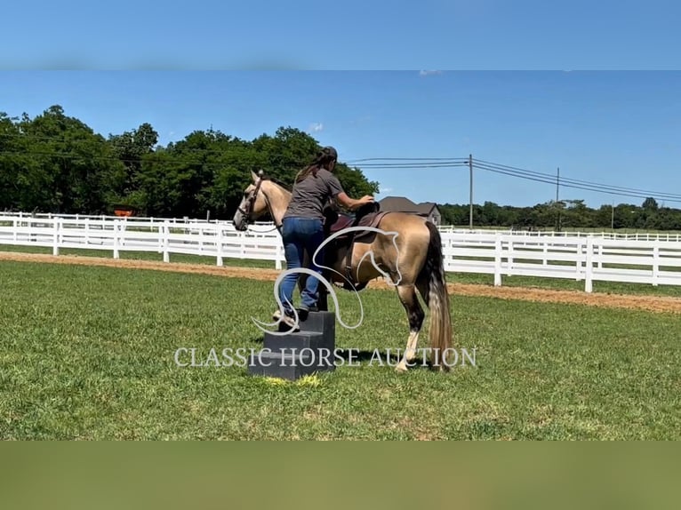 Tennessee walking horse Gelding 5 years 15 hh Buckskin in Lewisburg