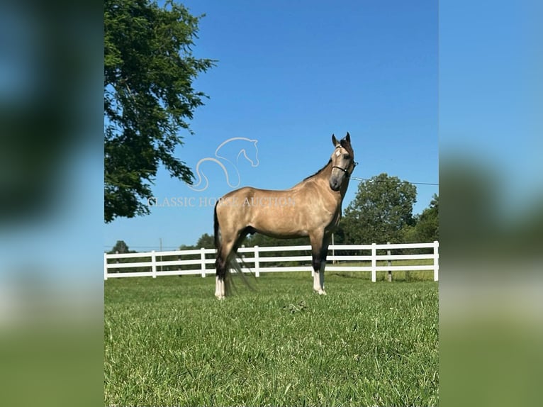 Tennessee walking horse Gelding 5 years 15 hh Buckskin in Lewisburg