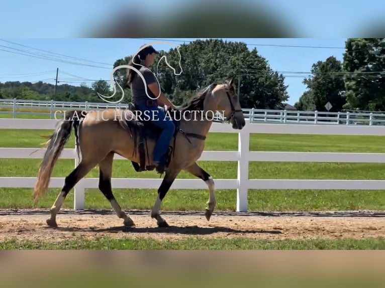 Tennessee walking horse Gelding 5 years 15 hh Buckskin in Lewisburg