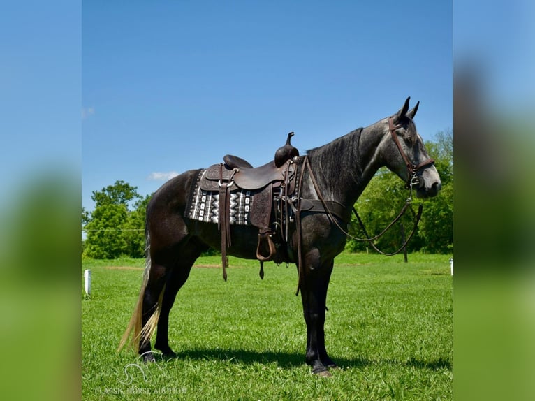 Tennessee walking horse Gelding 5 years 15 hh Gray in Salt Lick, KY