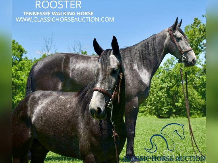 Tennessee walking horse Gelding 5 years 15 hh Gray in Salt Lick, KY