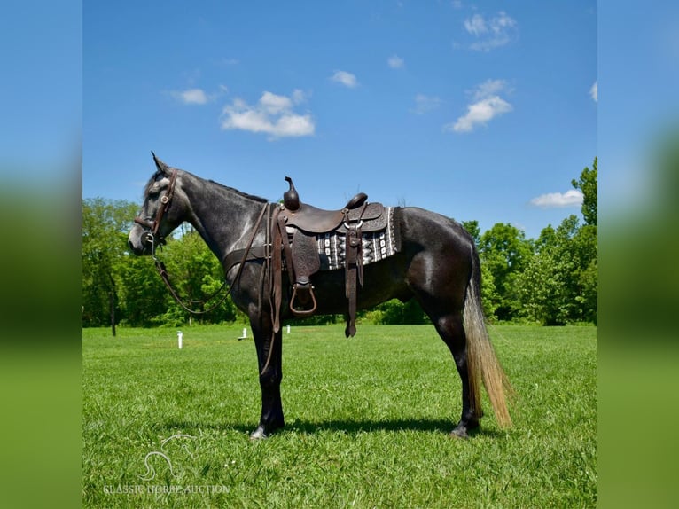 Tennessee walking horse Gelding 5 years 15 hh Gray in Salt Lick, KY