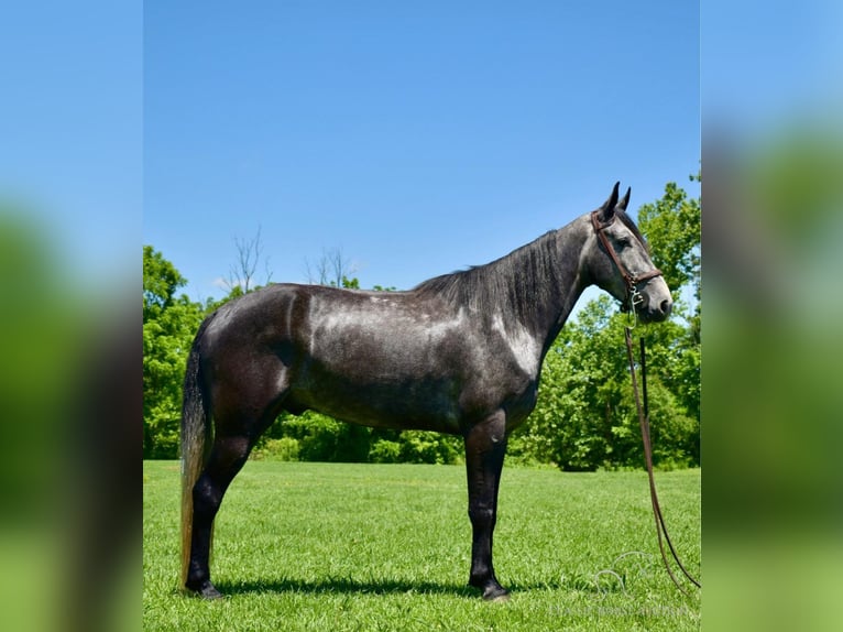 Tennessee walking horse Gelding 5 years 15 hh Gray in Salt Lick, KY