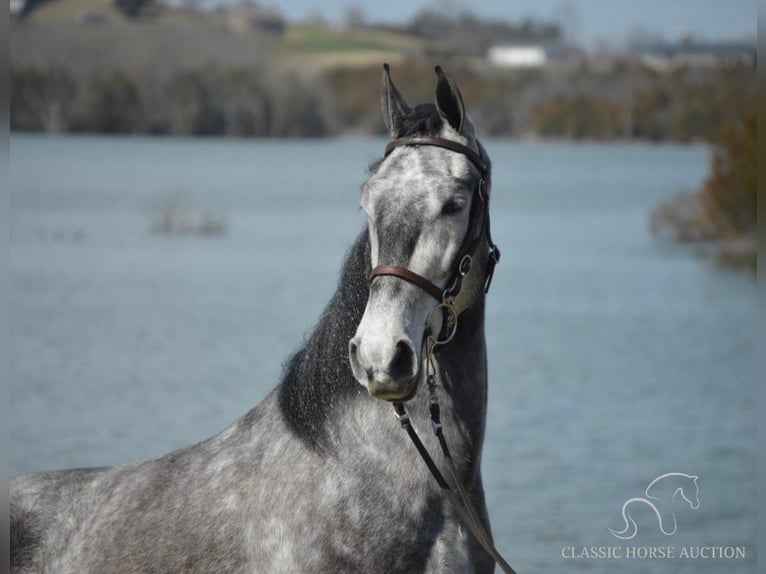 Tennessee walking horse Gelding 5 years 15 hh Grey in Hustonville, KY