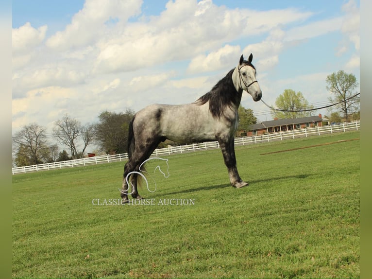 Tennessee walking horse Gelding 5 years 15 hh Grey in Lewisburg, TN