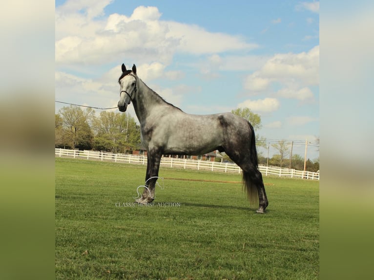 Tennessee walking horse Gelding 5 years 15 hh Grey in Lewisburg, TN