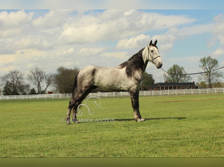 Tennessee walking horse Gelding 5 years 15 hh Grey in Lewisburg, TN