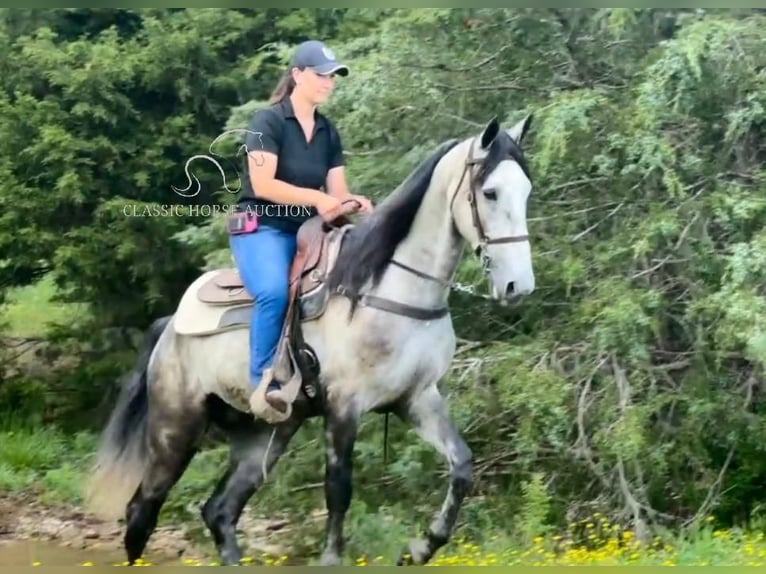 Tennessee walking horse Gelding 5 years 15 hh Grey in Lewisburg, TN