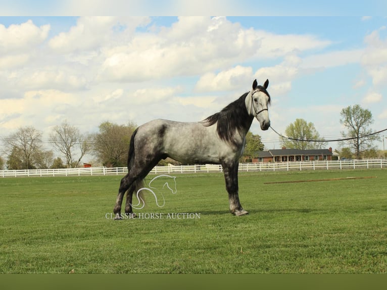 Tennessee walking horse Gelding 5 years 15 hh Grey in Lewisburg, TN
