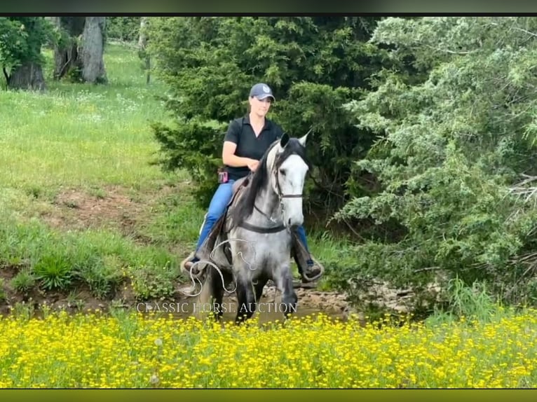 Tennessee walking horse Gelding 5 years 15 hh Grey in Lewisburg, TN