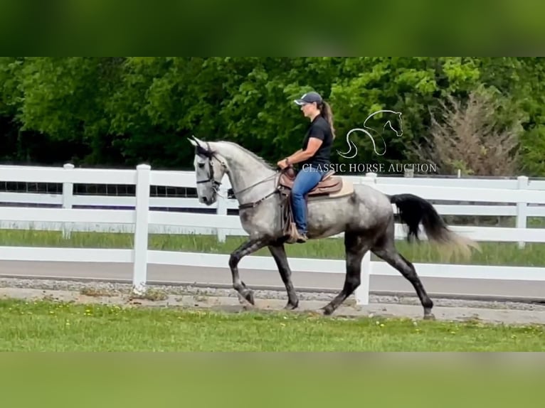 Tennessee walking horse Gelding 5 years 15 hh Grey in Lewisburg, TN
