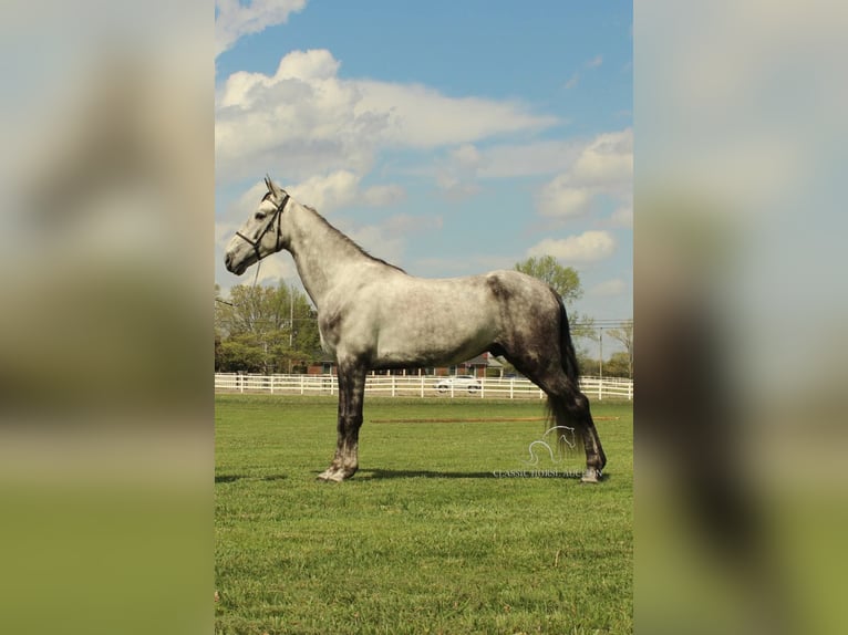 Tennessee walking horse Gelding 5 years 15 hh Grey in Lewisburg, TN
