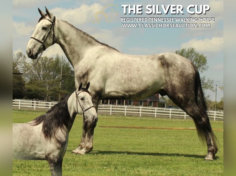Tennessee walking horse Gelding 5 years 15 hh Grey in Lewisburg, TN