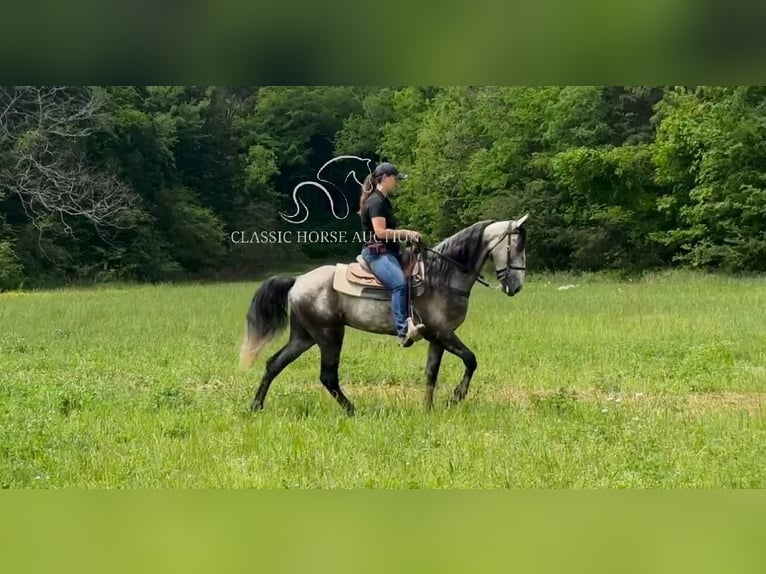 Tennessee walking horse Gelding 5 years 15 hh Grey in Lewisburg, TN
